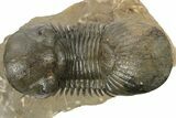 Flying Paralejurus Trilobite With Reedops - Atchana, Morocco #232853-3